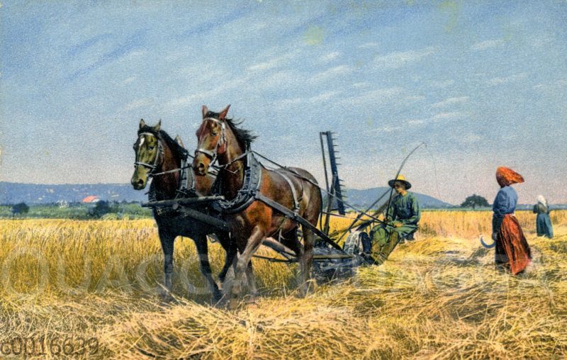 Getreideernte mit einer von zwei Pferden gezogenen Mähmaschine