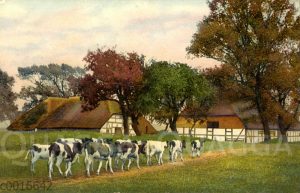 Von der Weide heimkehrende schwarzbunte Rinder und ein Gehöft auf Rügen [Digital]