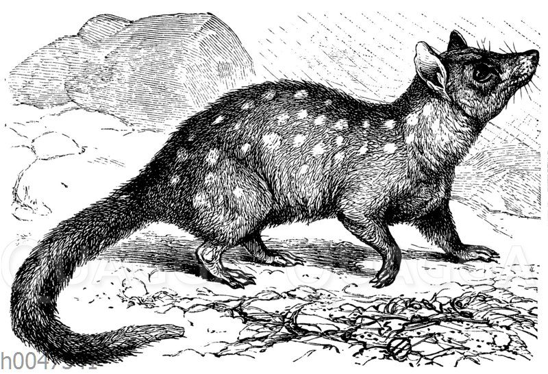 Tüpfelbeutelmarder