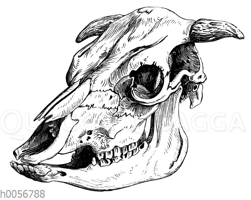 Schädel eines Haslitaler Stieres