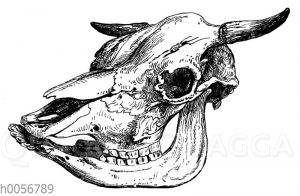 Schädel einer Duxer Kuh