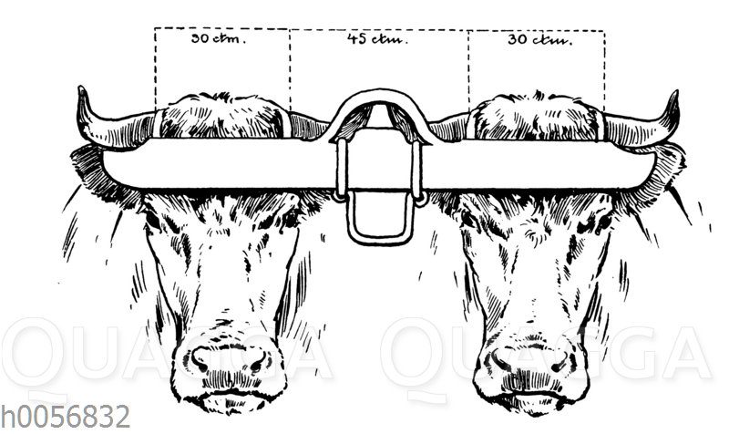 Stirndoppeljoch zum Anspannen von Rindern