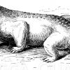 Pareiosaurus. Rekonstruktion nach Hutchinson und Smit