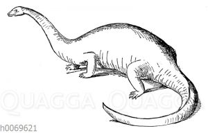 Brontosaurus excelsus
