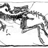 Springsaurier Comsognathus longipes