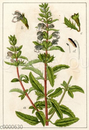 Türkische Melisse (syn. Türkischer Drachenkopf. Moldawische Melisse)