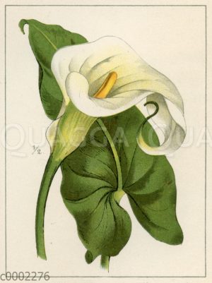 Calla