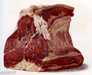 Rindfleisch: Schoß mit Lende