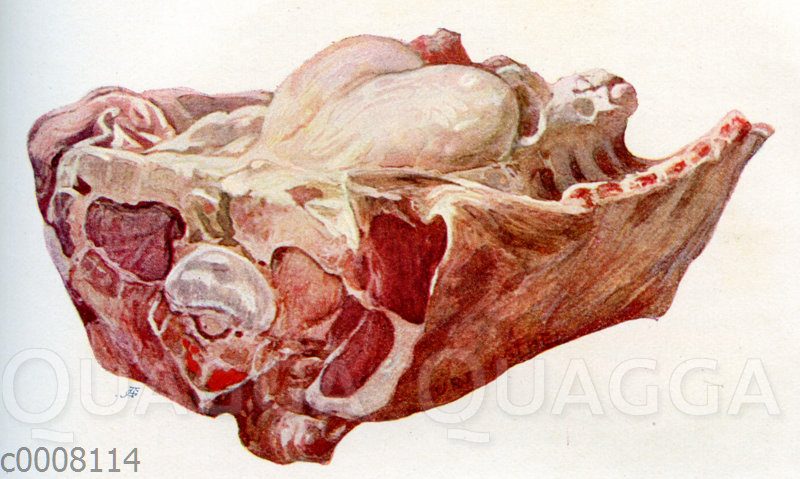 Fleisch: Kalbsrücken