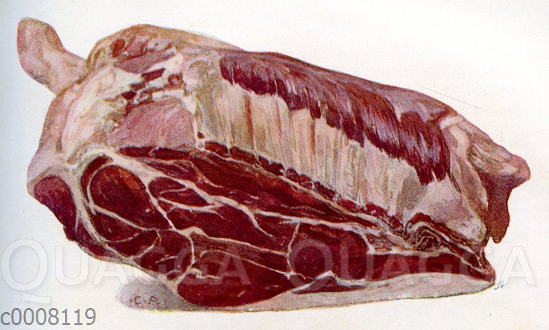 Fleisch: Vorderviertel (Blatt und Rippen) vom Hammel