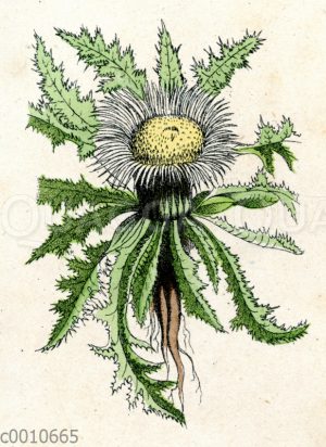 Silberdistel