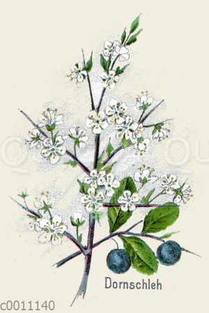 Schlehdorn