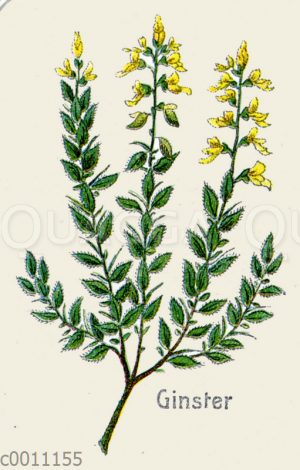 Ginster