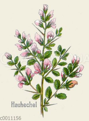 Hauhechel