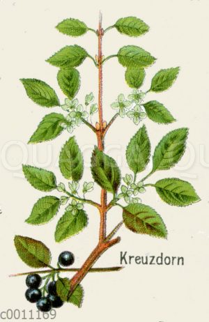 Kreuzdorn