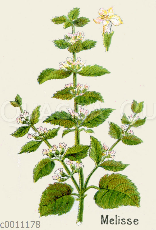 Melisse Quagga Illustrations