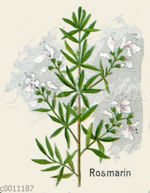 Rosmarin