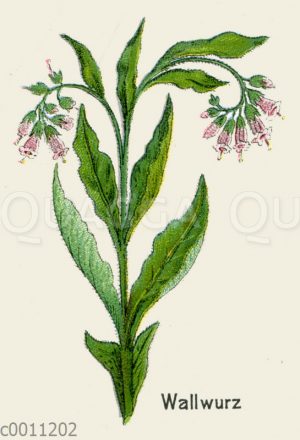 Wallwurz