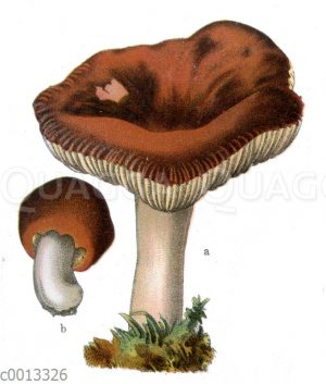 Kirschroter Spei-Täubling