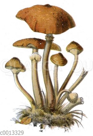 Honiggelber Hallimasch