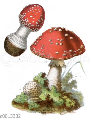 Fliegenpilz