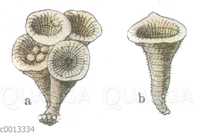 Topf-Teuerling oder Bleigrauer Teuerling