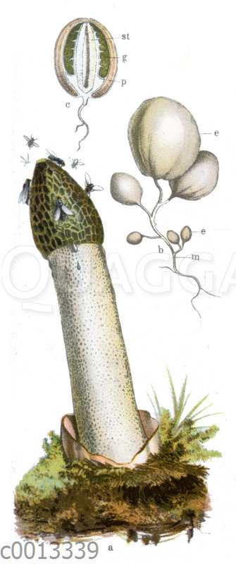 Gemeiner Stinkmorchel