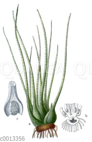 Brachsenkraut