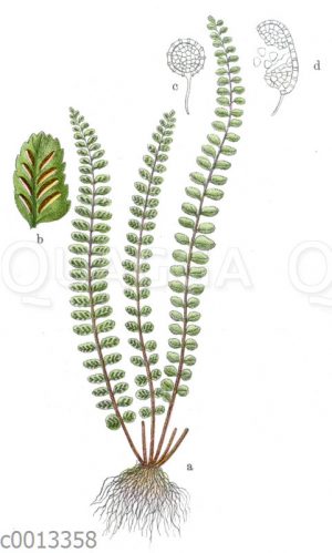 Steifenfarn