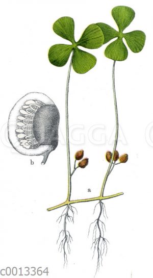 Kleefarn