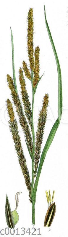 Schlanke Segge