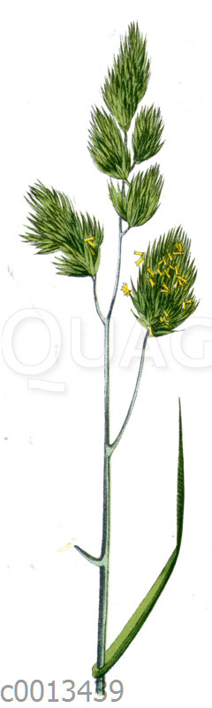 Gewöhnliches Knäuelgras