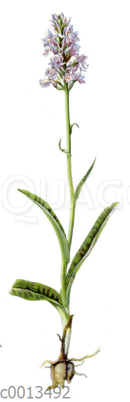 Männliches oder geflecktes Knabenkraut