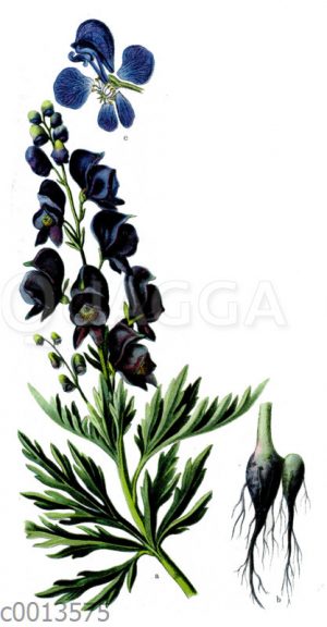 Blauer Eisenhut
