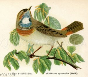 Blaukehlchen