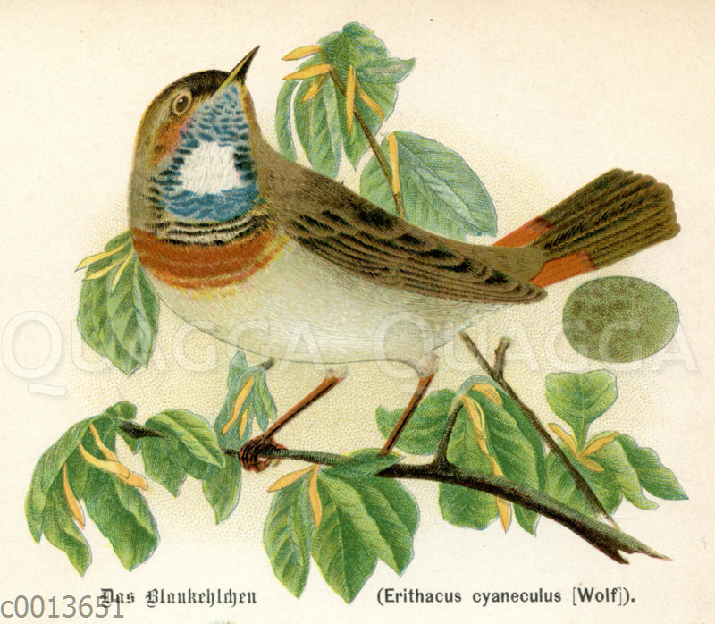 Blaukehlchen