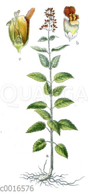Knotige Braunwurz