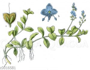 Wald-Ehrenpreis