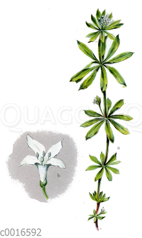 Waldmeister