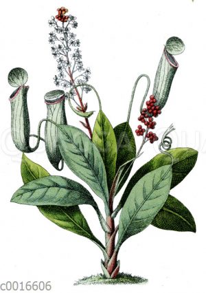 Kannenpflanze