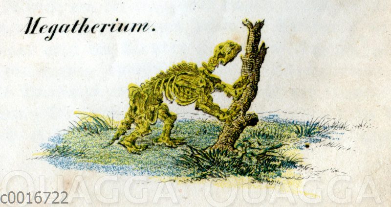 Megatherium