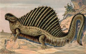 Dimetrodon incisisivus