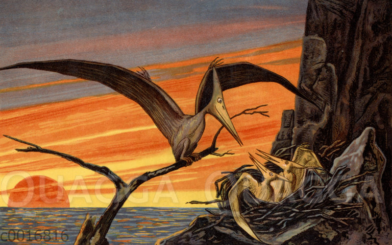 Nyctodactylus Gracilis Quagga Illustrations