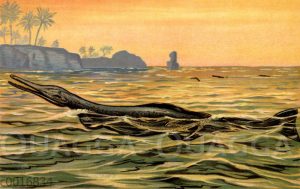 Schwimmkrokodil (Geosaurus Suevigus)