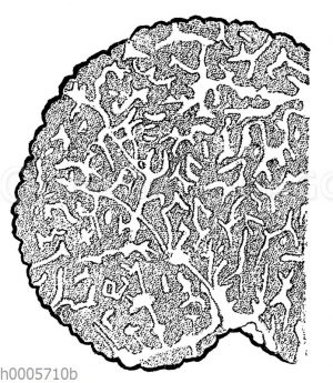 (Schwarze) Winter-Trüffel oder Muskat Trüffel