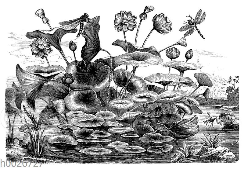 Lotosblume