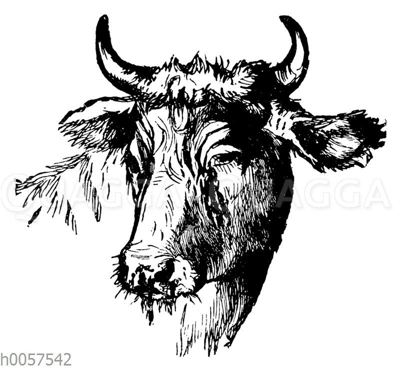 Kopf eines Rindes mit Rinderpest