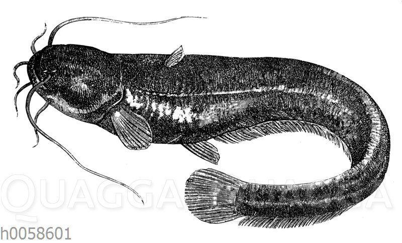 Donauwels