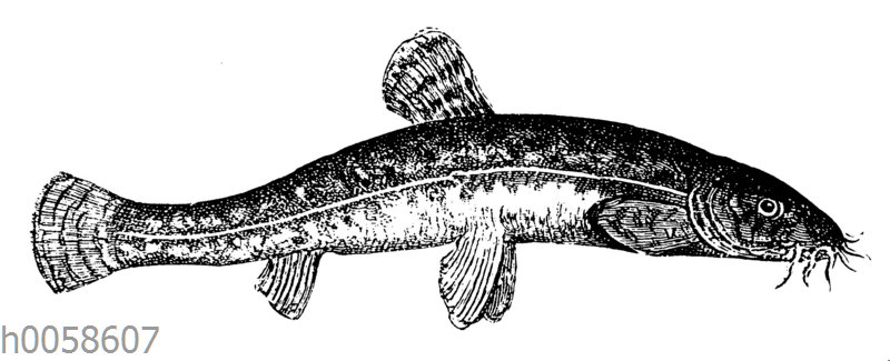 Bachschmerle Quagga Illustrations