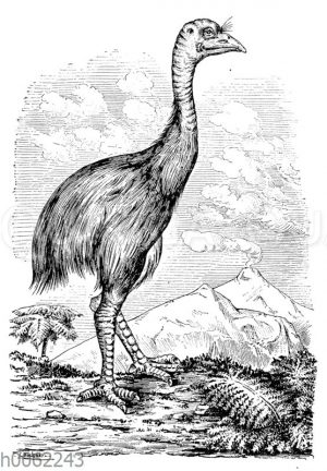 Moas - Dinornithidae †